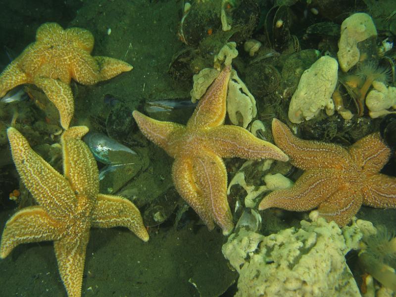 2011-11-13 11-29-46 Ludo.JPG